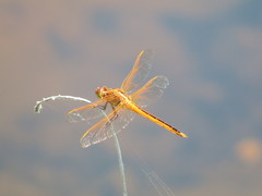Libellula needhami