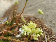 Petrosedum sediforme