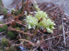 Petrosedum sediforme