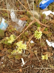 Petrosedum sediforme