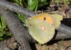Colias croceus