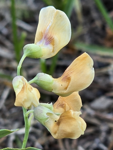 Image of Lathyrus lanszwertii by (c) Alan Rockefeller, some rights reserved (CC BY)