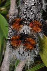 Borocera cajani