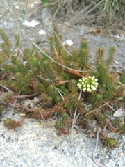 Petrosedum sediforme