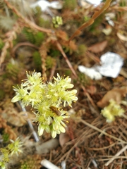 Petrosedum sediforme