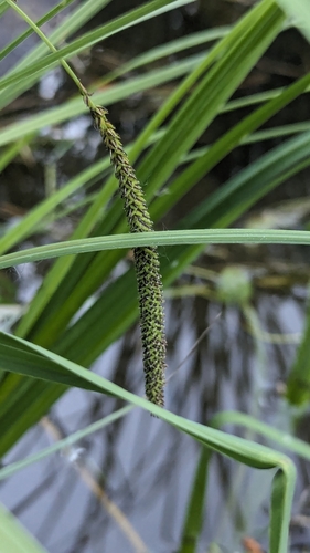 Bigleaf sedge (Carex amplifolia)