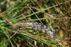 Borocera cajani