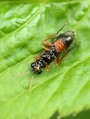 Aglaostigma aucupariae