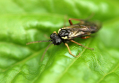 Aglaostigma aucupariae