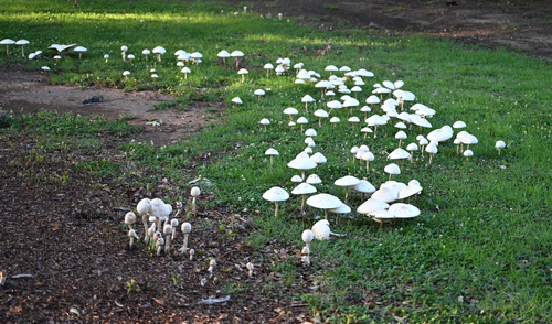 Green-spored Parasol