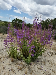 Penstemon spectabilis spectabilis