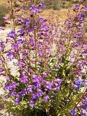 Penstemon spectabilis spectabilis