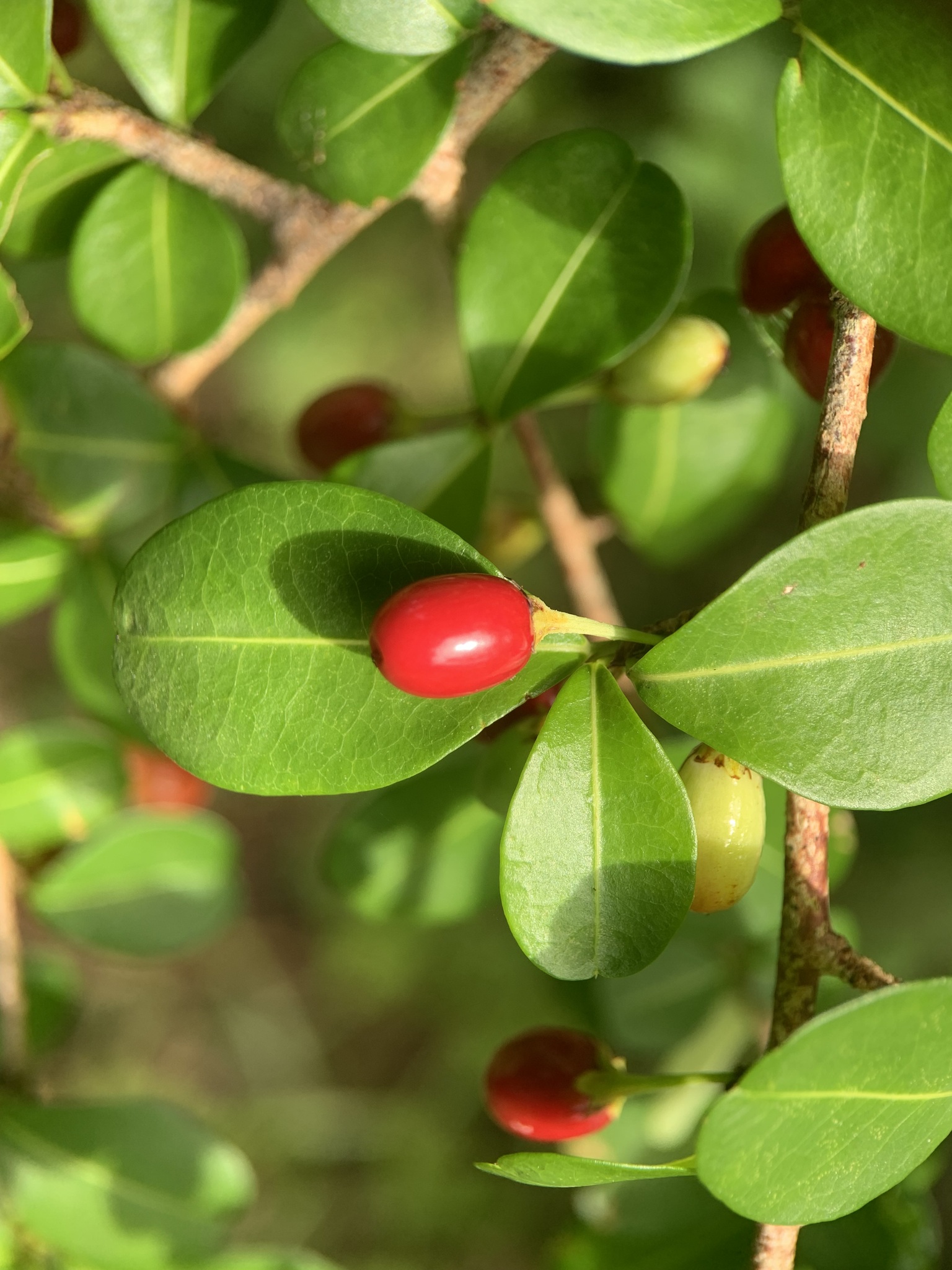 Erythroxylum brevipes
