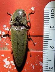 Orthostethus infuscatus