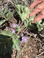 Hydrophyllum capitatum