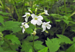 Cardamine angulata