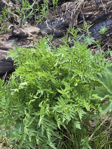 Image of Osha (Ligusticum porteri) by (c) Alan Rockefeller, some rights reserved (CC BY)