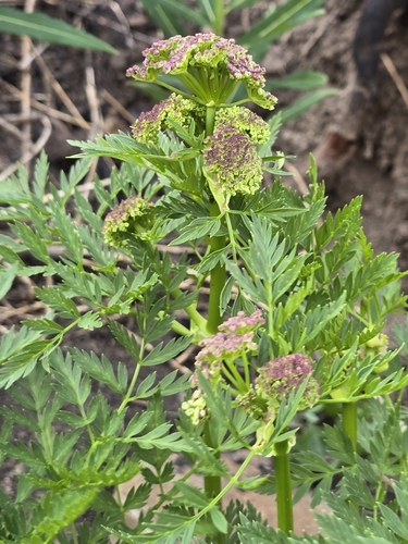 Image of Osha (Ligusticum porteri) by (c) Alan Rockefeller, some rights reserved (CC BY)