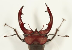 Lucanus elaphus