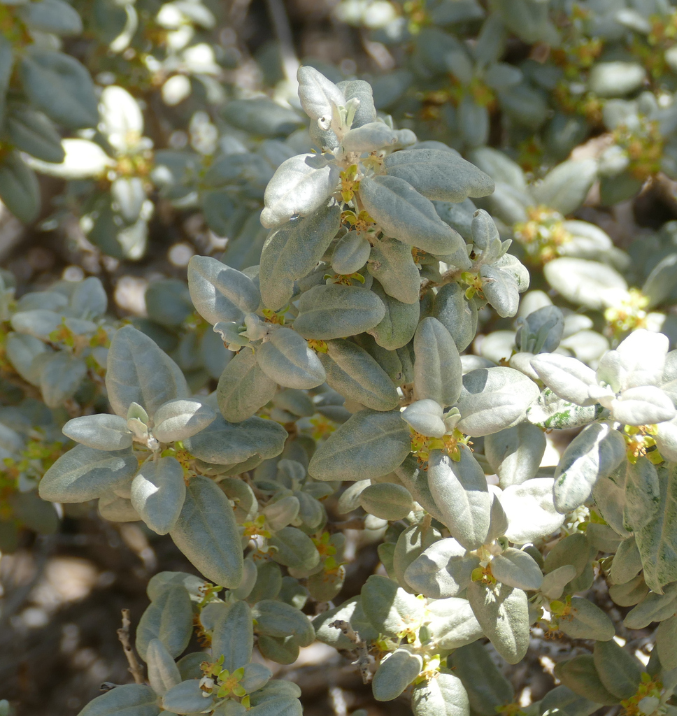 Roundleaf buffaloberry (Shepherdia rotundifolia)