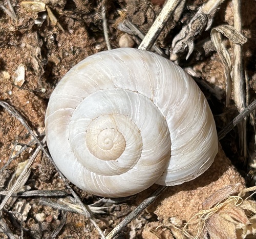Diablo Mountainsnail