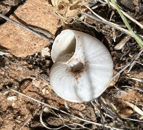 Diablo Mountainsnail