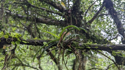 Thrixspermum formosanum, photograph 3