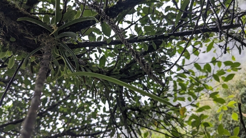 Thrixspermum formosanum, photograph 4