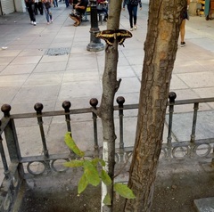 Papilio ornythion ornythion