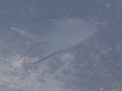 Trachinotus goodei