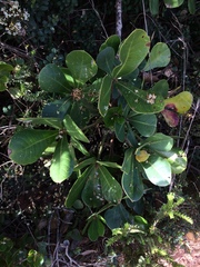 Cussonia thyrsiflora