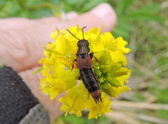 Platydracus cinnamopterus