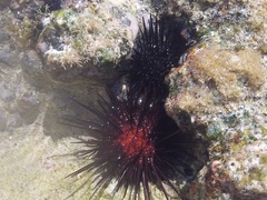 Echinometra lucunter