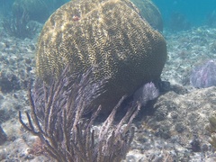 Pseudodiploria strigosa