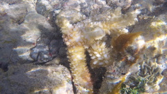 Acropora cervicornis