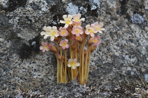 Orobanche fasciculata