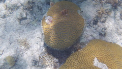 Pseudodiploria strigosa