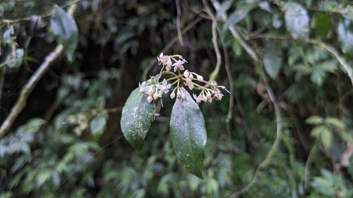 Image of Ardisia quinquegona by (c) Cheng-Te Hsu, some rights reserved (CC BY)