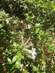 Rhododendron oblongifolium