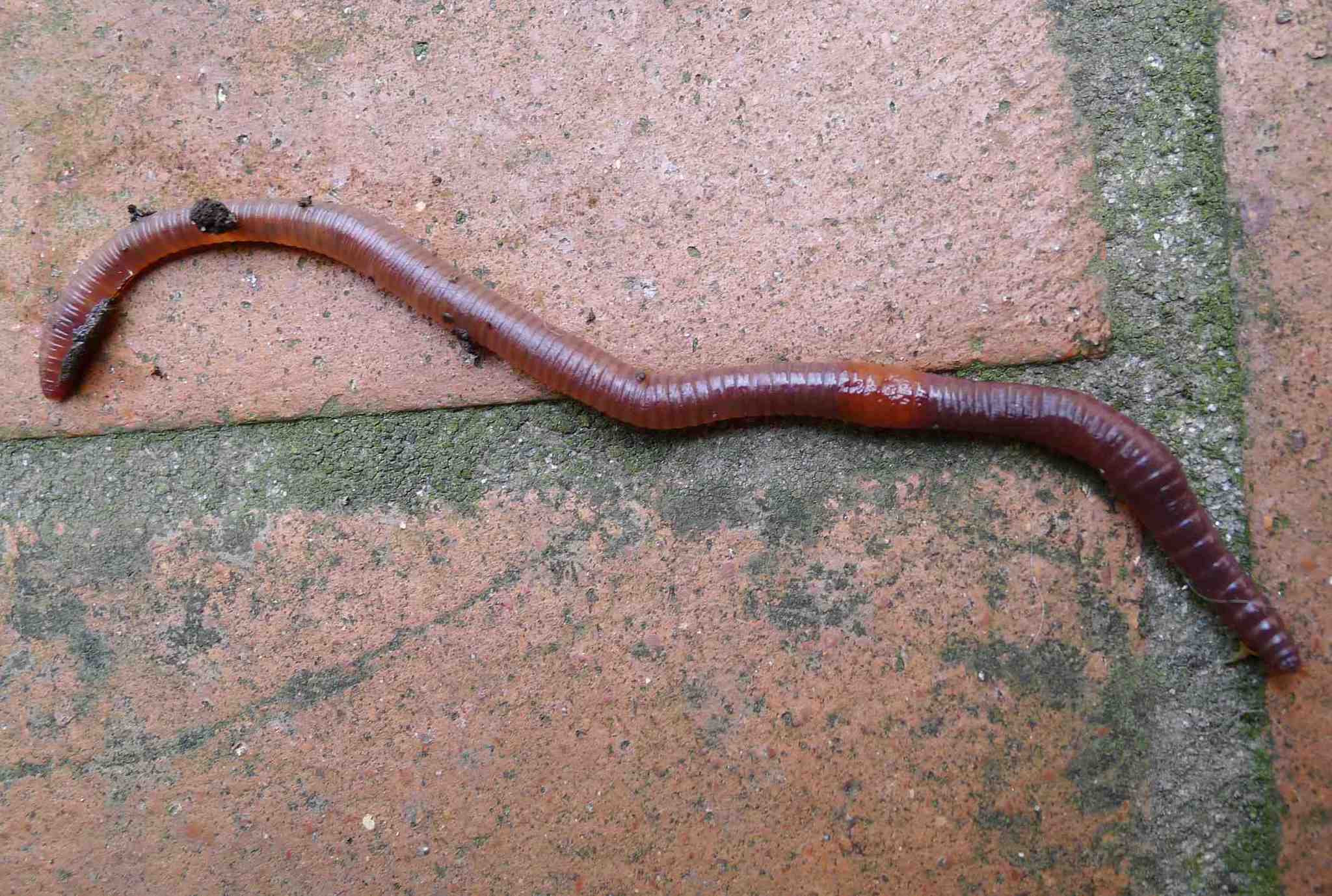 Redhead Worm (Lumbricus rubellus) · iNaturalist