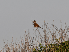 Curruca conspicillata