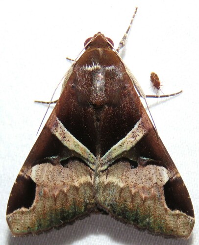 Fasciolated Graphic photo 5