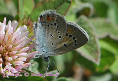 Cyaniris semiargus bellis