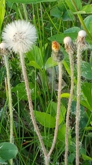 Pilosella officinarum