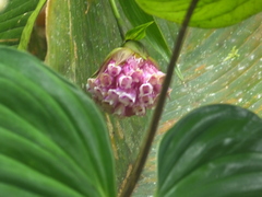 Elleanthus capitatus