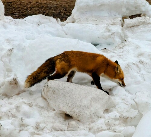 Red Fox photographed in Wisconsin