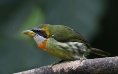 Lemon-Throated Barbet photo 2