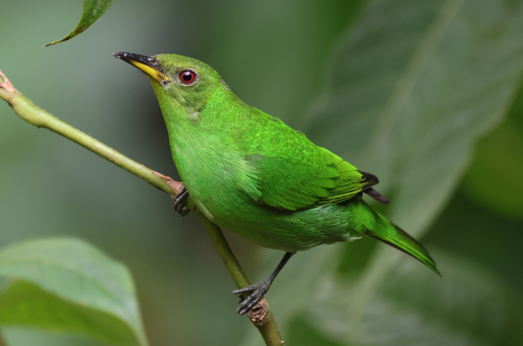 Green Honeycreeper