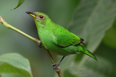 Green Honeycreeper photo 4