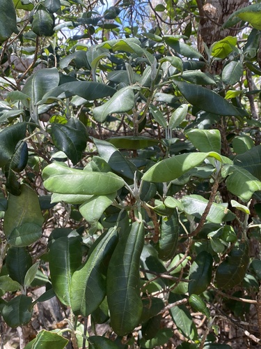 Melicope barbigera observed 2024-06-06